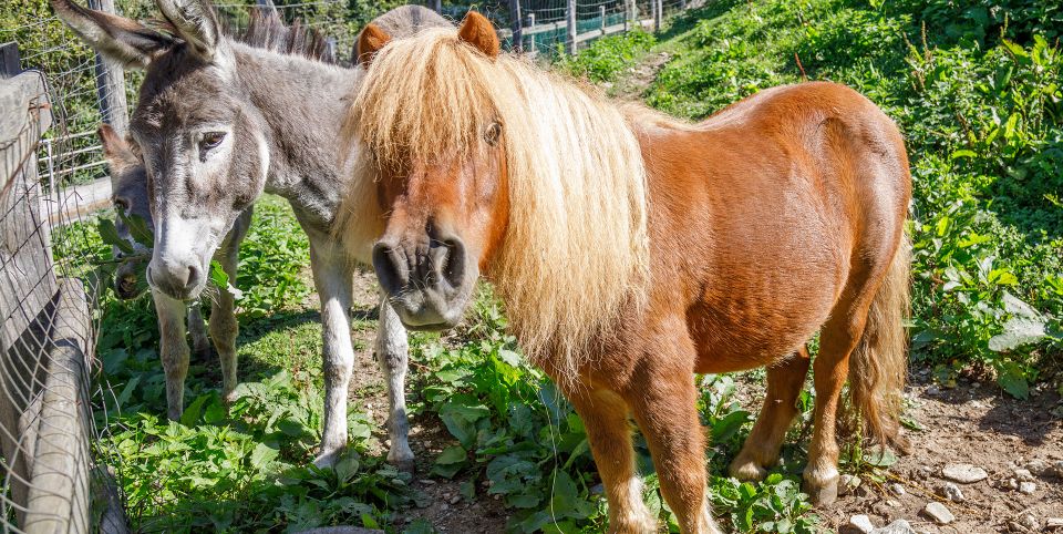 Ponny e asino
